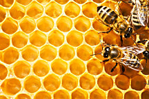 Obraz Včely a med , medový plást